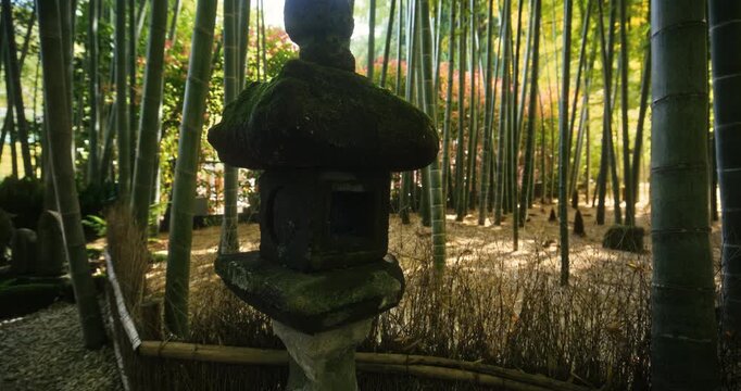 Old, moss covered stone lantern in bamboo grove - steady cam movement