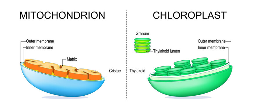 Mitochondrion and chloroplast internal structure comparison. Plant cell and animal cell organelle anatomy. 