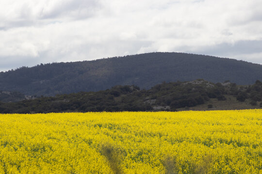 Campo florecido de amarillo y en el horizonte un paisaje serrano. 