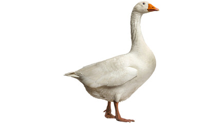 duck, goose PNG on Transparent background © dword