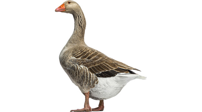 duck, goose PNG on Transparent background