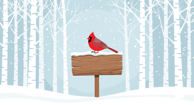 Beautiful red cardinal bird perched on a snowy wooden signpost in the middle of a winter birch tree forest.