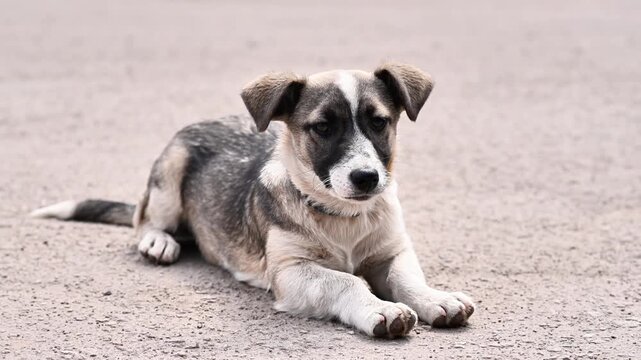Sad puppy lies alone on grey street. Lonely puppy looks at camera with unhappy eyes outdoors. Small homeless dog resting on ground. Little young pet looks miserable outside.