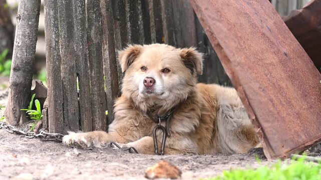Sad dog rests on dirt near old booth. Furry guard dog sits outside on heavy chain. Cute mixed breed puppy waits for owner near wooden fence, rural pet care, local security concept.
