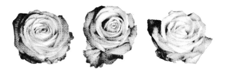 Obraz premium Halftone rose flower set with distressed monochrome texture and vintage print effect. Romantic floral elements in retro photocopy style for collage, posters and editorial design. 