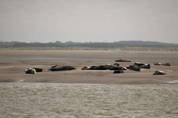 Phoque gris, © JAG IMAGES