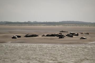 Phoque gris, © JAG IMAGES