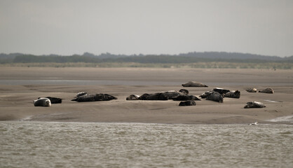 Phoque gris, © JAG IMAGES