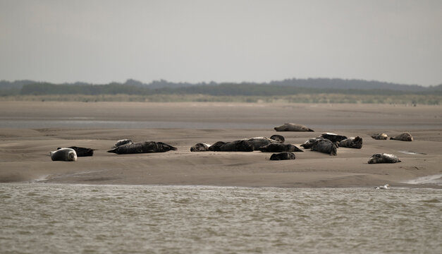 Phoque gris,