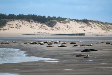 Phoque gris, © JAG IMAGES