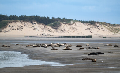 Phoque gris, © JAG IMAGES