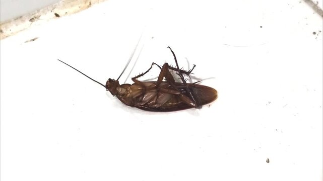 Brown cockroach lies motionless on white tile. Its long antennae and legs are spread outward. It appears dead, resting near a wall corner. Common household pest, often feared by homeowners