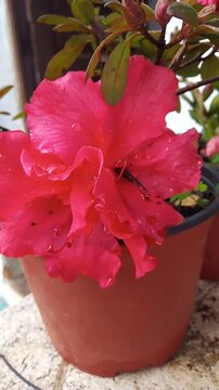 pink flower in a pot