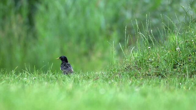 Common Starling Foraging on Green Meadow - 4K Wildlife Slow Motion Ground-Level Shot