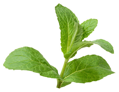 A sprig of mint with green leaves on an isolated background