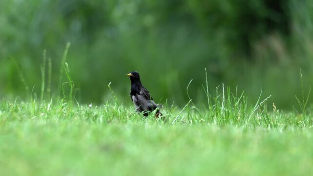 Common Starling Foraging on Green Meadow - 4K Wildlife Slow Motion Ground-Level Shot