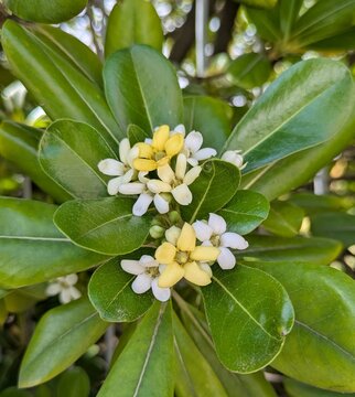 Vista de cerca de flores de azahar de la China o azarero (Pittosporum tobira) con hojas verdes, en jard&iacute;n de parque p&uacute;blico