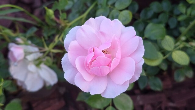 Horizontal top view of a blooming pink rose flower on a garden bed