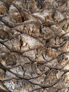 Fondo con vista de cerca de la textura fibrosa de la corteza de un tronco de palmera viejo y &aacute;spero, con patr&oacute;n con forma de rombos o escamas creado por las bases de hojas antiguas