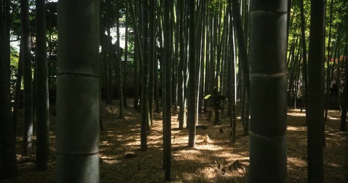 Shadowy Japanese bamboo grove with patches of light - slow motion steady cam shot