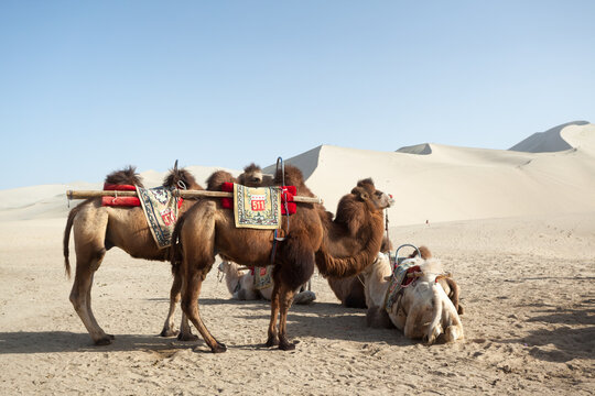 Camel caravan in the Mingsha sand dunes, Dunhuang, Gansu, China