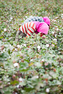 Women workers harvesting cotton in a field, Dunhuang, Gansu, China