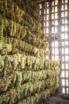 Green grapes drying on traditional rack to make raisins, Turpan, Xinjiang, China