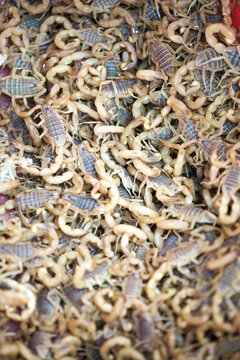 Live scorpions for sale at the bazaar in Kashgar, Xinjiang, China