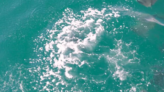 Mobula rays leap and dance in clear waters, showcasing their movement and beauty in the Sea of Cortez, Baja California Sur Mexico.