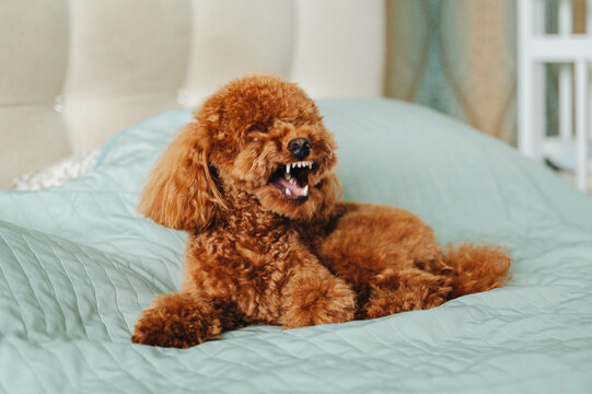 Brown poodle showing teeth on bed