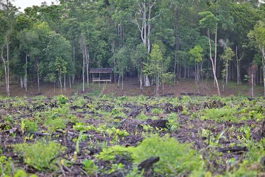protected forest