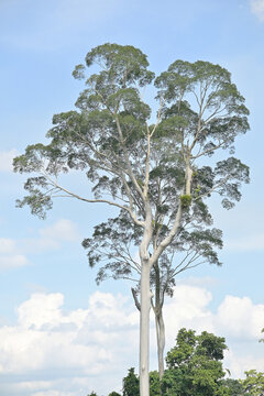 big tree