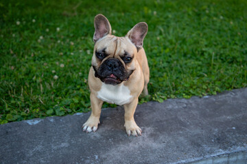 Obraz premium Cute fawn French bulldog puppy standing on a concrete border and looking up at camera close up, green grass lawn background, high angle portrait of domestic pet, urban dog training lifestyle.
