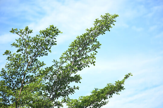 tree branches