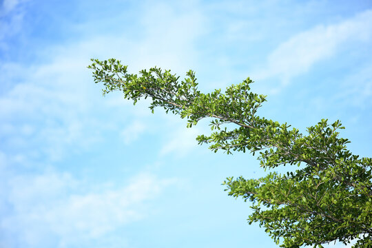 tree branches