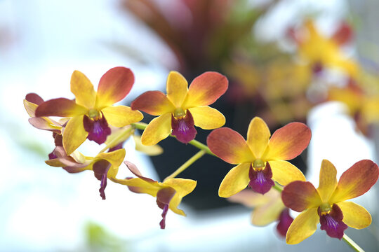 moon orchid