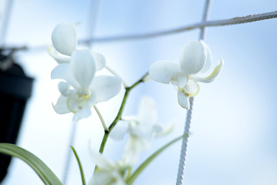 moon orchid
