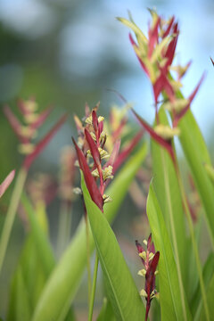 Heliconia burleana