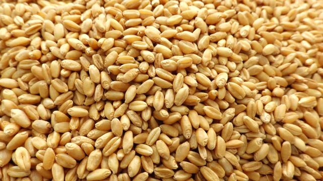 food, healthy, grain, nutrition, wheat, diet, organic, cereal, background, meal, health, natural, oat, white, fiber, grains, raw, eating, bowl, ingredient, berries, agriculture, brown, oatmeal, muesli