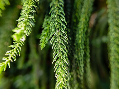 close up of Norfolk Island pine leaves