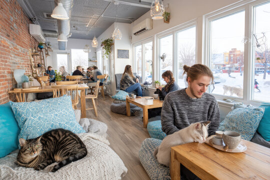 cozy petfriendly caf inviting travelers with their furry friends nestled in picturesque cityscape