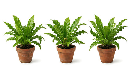 Fototapeta premium Three Vibrant Asplenium Nidus Fern Plants Isolated in Rustic Terracotta Pots