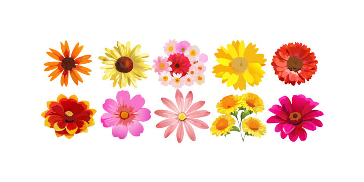Set of colorful blooming garden flower illustrations, vector