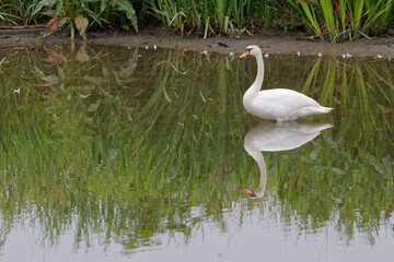 Obraz premium cygne