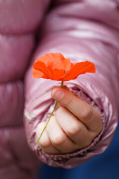 coquelicot