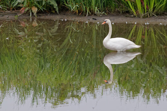cygne