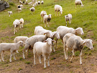Obraz premium White Sheep Scattered Across a Summer Meadow