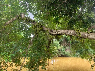 Fototapeta premium Ficus religiosa is a species of banyan tree or fig.
