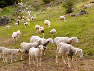 Obraz premium Flock of Sheep in a Mountain Pasture
