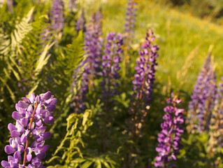 Fototapeta premium Colorful Meadow Flowers With a Soft Blurred Background